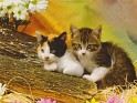 Spain 2010  Fauna Fauna Cats Ciber Verme. Calendar 2010 Cats nÂº56. Uploaded by susofe